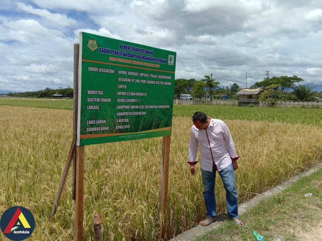 Pemprov Aceh menjadikan Aceh Tamiang sebagai sentral pengembangan padi pada tahun ini