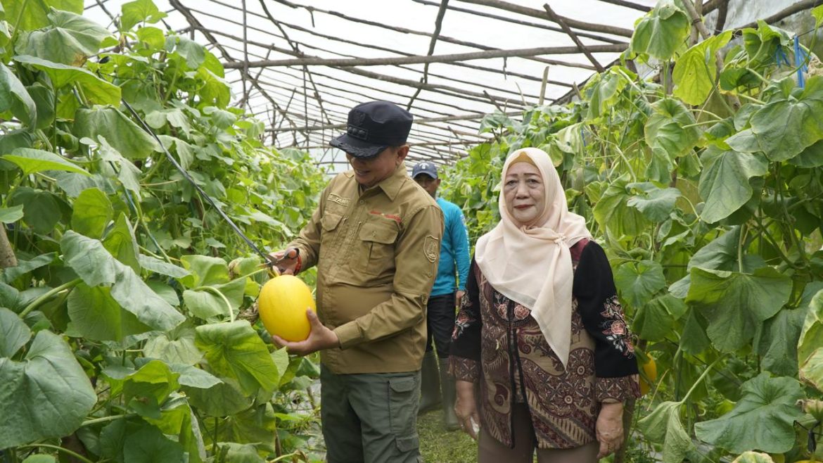 Bupati Bartim Tinjau Panen di Matabu, Hasil Belum Maksimal karena Curah Hujan Tinggi