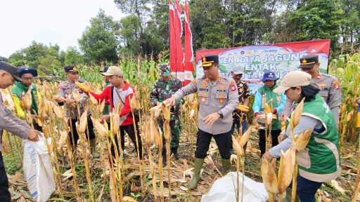 Baruyan Gelar Panen Jagung Kuartal IV, Kapolres Bartim Turut Hadir