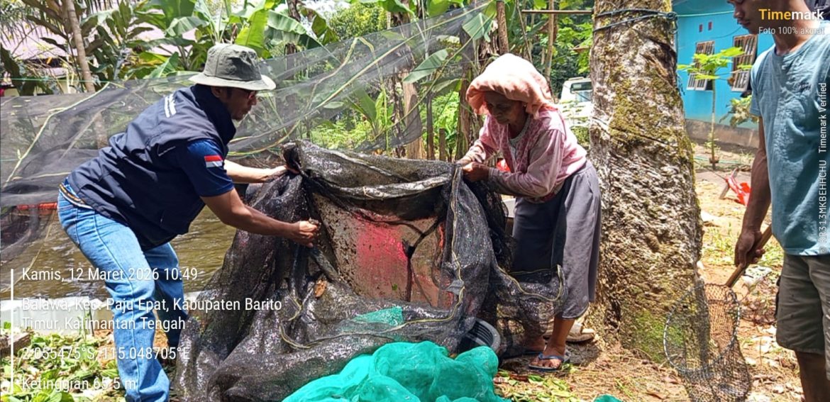 Budidaya Ikan Kolam Terpal di Paju Epat Dukung Ketahanan Pangan Warga