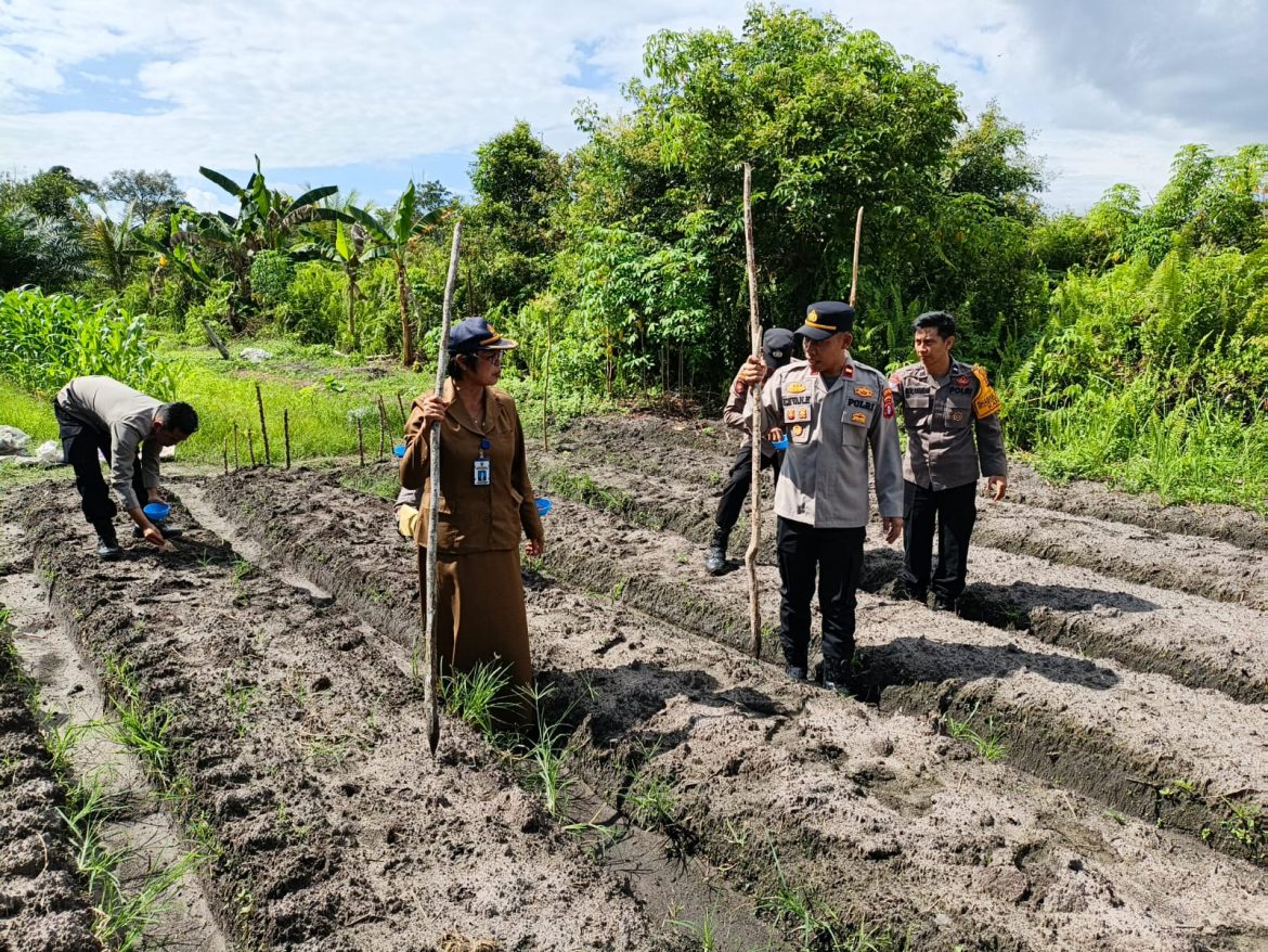 Dukung Swasembada Pangan, Polsek Benua Lima Tanam Jagung Pakan