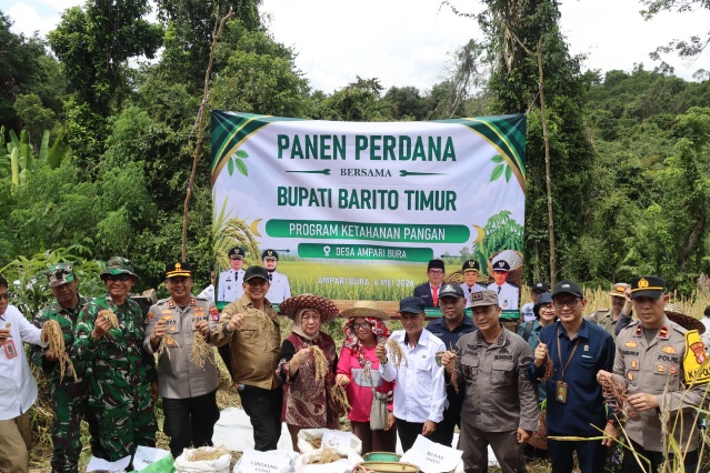 Bupati Bartim Hadiri Panen Perdana Padi Ladang di Ampari Bura