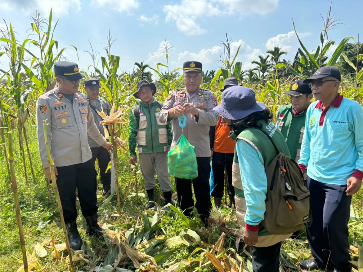 Polsek Dusun Tengah Gelar Panen Raya Jagung Kuartal II, Dukung Swasembada Pangan